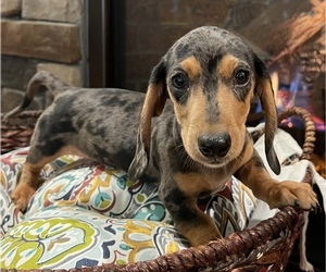 Dachshund Dog for Adoption in NOBLESVILLE, Indiana USA