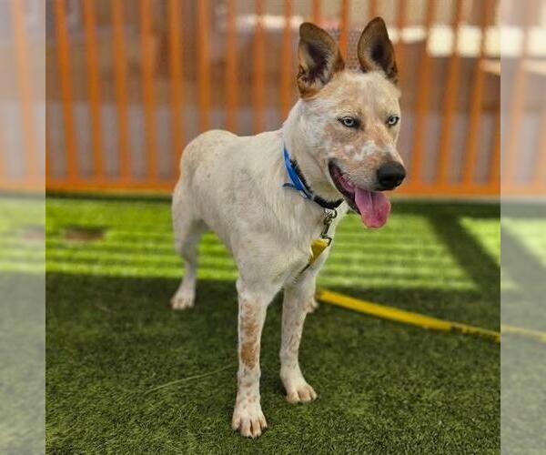 Medium Photo #1 Mutt Puppy For Sale in Las Vegas, NV, USA