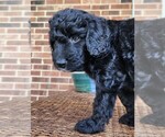 Small #2 Aussiedoodle