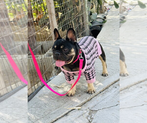 Medium Photo #6 French Bulldog Puppy For Sale in Dana Point, CA, USA