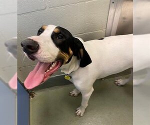 Treeing Walker Coonhound-Unknown Mix Dogs for adoption in Peoria, IL, USA