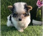 Small #1 Biewer Terrier