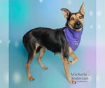 Small #1 German Shepherd Dog Mix