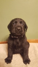 Labrador Retriever Puppy for sale in ILLINOIS CITY, IL, USA