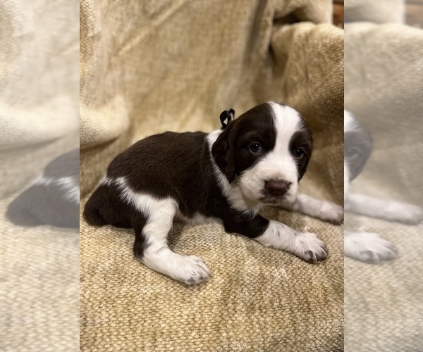 Medium Photo #4 English Springer Spaniel Puppy For Sale in JEANNETTE, PA, USA