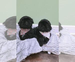 Shih Tzu Puppy for sale in GULFPORT, MS, USA