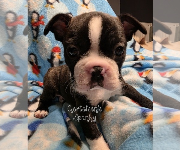 Medium Photo #1 Boston Terrier Puppy For Sale in NEWBURGH, IN, USA