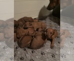 Small #27 Rhodesian Ridgeback