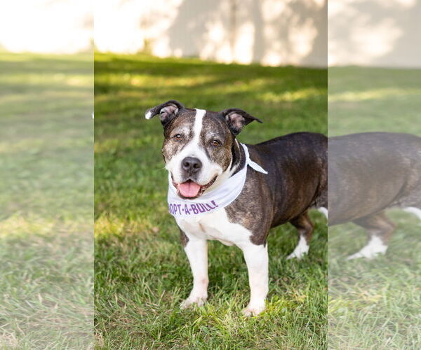 Medium Photo #4 American Staffordshire Terrier-Unknown Mix Puppy For Sale in Crete, IL, USA