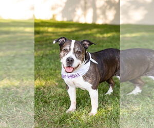 Doula - Female American Staffordshire Terrier-Unknown Mix Dog for Adoption - Photo #4
