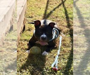 American Pit Bull Terrier Dogs for adoption in Derwood, MD, USA