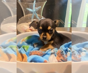 Chihuahua Puppy for sale in CASTLE HAYNE, NC, USA