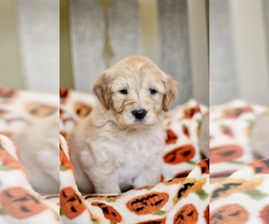 Goldendoodle Puppy for sale in DRIPPING SPGS, TX, USA