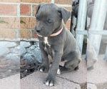 Puppy Puppy 1 Cane Corso