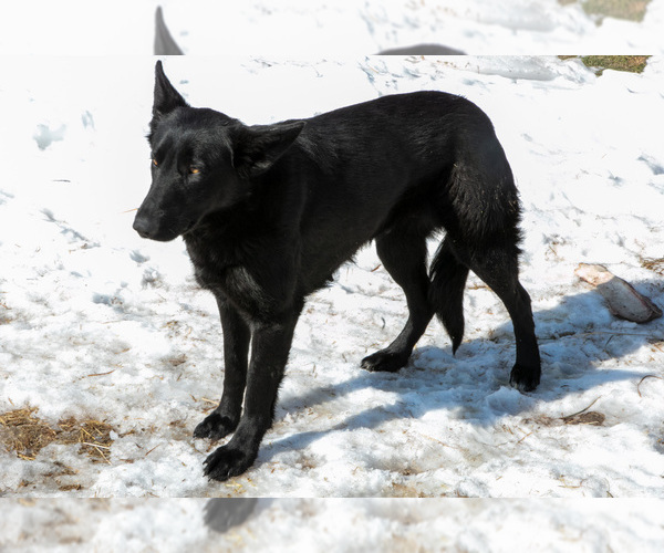 Medium Photo #1 German Shepherd Dog Puppy For Sale in MANTON, MI, USA