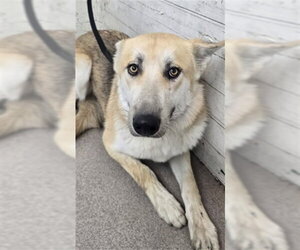 German Shepherd Dog Dogs for adoption in San Bernardino, CA, USA