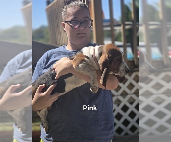 Medium Photo #3 Basset Hound Puppy For Sale in PORTLAND, TN, USA