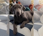 Small Photo #1 Labrador Retriever Puppy For Sale in PERRIS, CA, USA