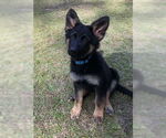 Small #2 German Shepherd Dog