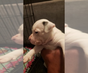 American Bully Puppy for sale in PORTSMOUTH, VA, USA