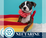 Small #1 Boxer Mix