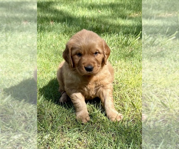 Medium Photo #9 Golden Retriever Puppy For Sale in FAIR HAVEN, MI, USA