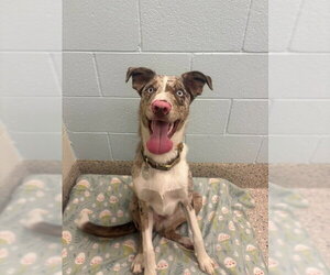 Border Collie-Unknown Mix Dogs for adoption in Brighton, CO, USA