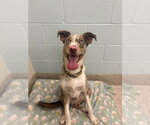 Small Border Collie Mix
