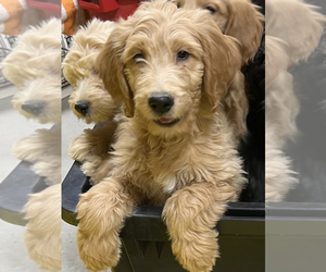 Goldendoodle Puppy for sale in TROPIC, UT, USA