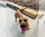 Small #3 Chiweenie