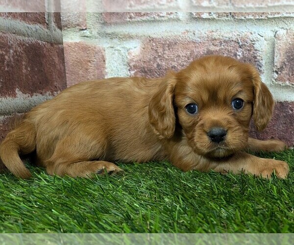 Medium Photo #9 Cavalier King Charles Spaniel Puppy For Sale in MOBERLY, MO, USA