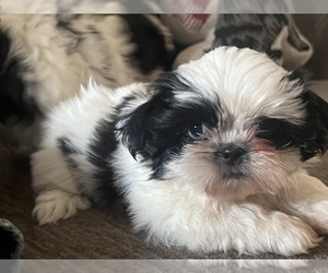 Shih Tzu Puppy for sale in SANGER, CA, USA