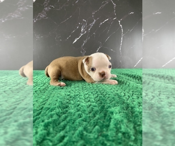 Medium Photo #20 Boston Terrier Puppy For Sale in TULARE, CA, USA