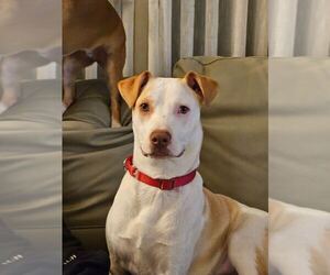 American Pit Bull Terrier-Unknown Mix Dogs for adoption in Catasauqua, PA, USA