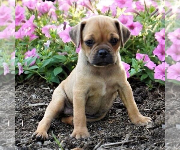 Medium Photo #1 Puggle Puppy For Sale in DRY RUN, PA, USA