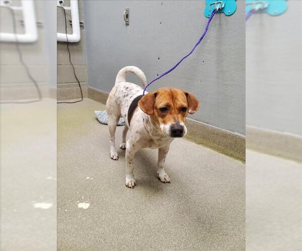 Medium Photo #1 Mutt Puppy For Sale in Las Vegas, NV, USA