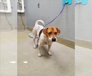 Mutt Dogs for adoption in Las Vegas, NV, USA