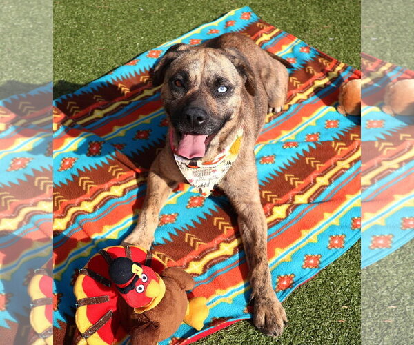 Medium Photo #19 Plott Hound-Unknown Mix Puppy For Sale in Rockaway, NJ, USA