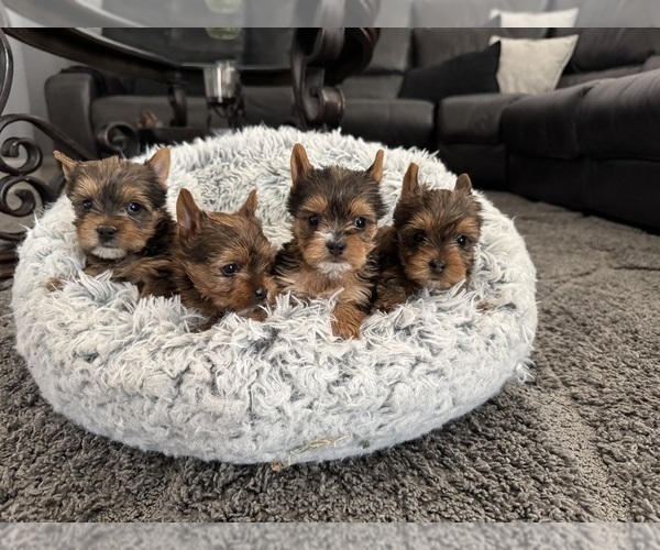 Medium Photo #1 Yorkshire Terrier Puppy For Sale in PALMDALE, CA, USA