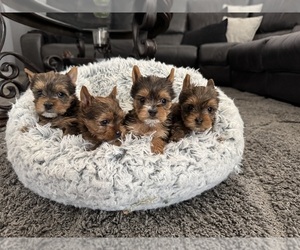 Yorkshire Terrier Puppy for sale in PALMDALE, CA, USA