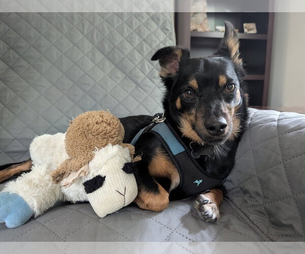 Medium Photo #1 Chipin Puppy For Sale in Mundelein, IL, USA