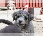 Small Photo #2 Labradoodle Puppy For Sale in DENVER, CO, USA
