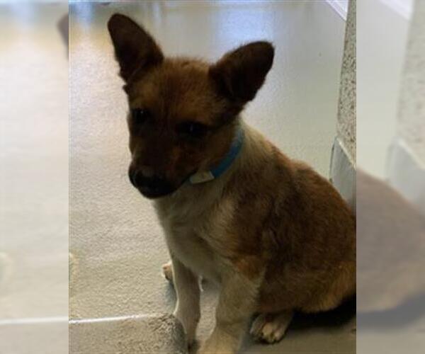Medium Photo #1 German Shepherd Dog-Unknown Mix Puppy For Sale in Visalia, CA, USA