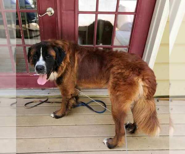 Medium Photo #4 Saint Bernard Puppy For Sale in Hewitt, NJ, USA