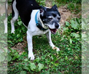 Max (VA) - Male Rat Terrier-Unknown Mix Dog for Adoption - Photo #4