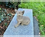 Small #176 French Bulldog