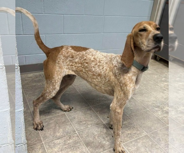Medium Photo #3 English Coonhound Puppy For Sale in Rustburg, VA, USA