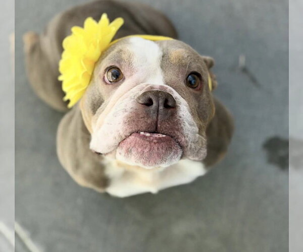 Medium Photo #3 Bulldog-Unknown Mix Puppy For Sale in Las Vegas, NV, USA