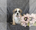 Small Photo #4 Olde English Bulldogge Puppy For Sale in OXFORD, PA, USA