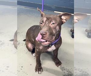 Labrador Retriever-Unknown Mix Dogs for adoption in Tallahassee, FL, USA